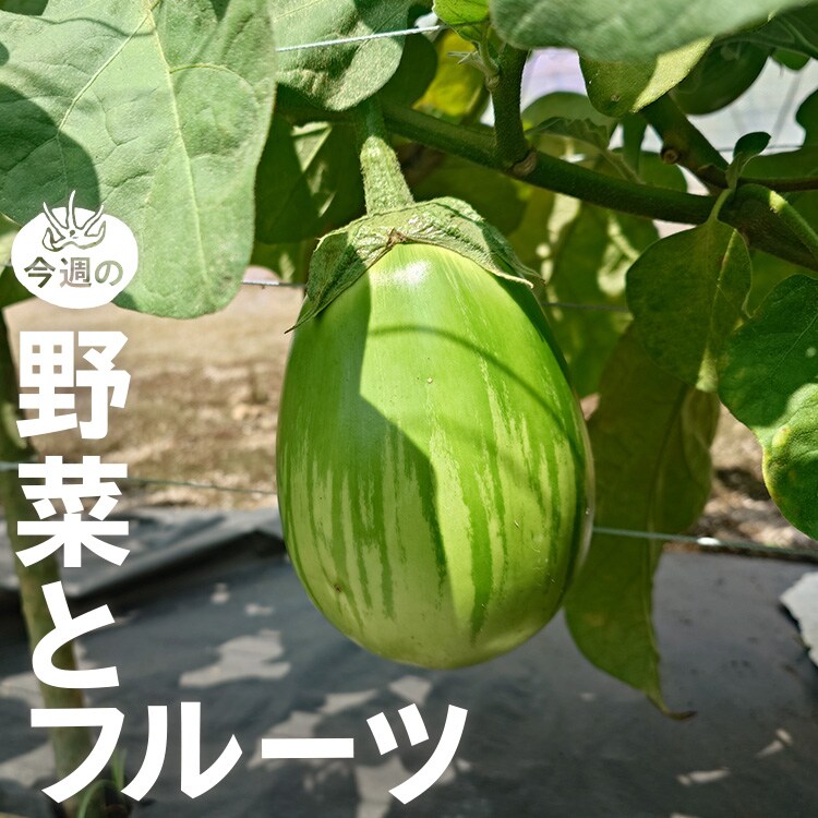 今週の野菜とフルーツ（7/30～8/6 10:00）｜Oisix（おいしっくす）