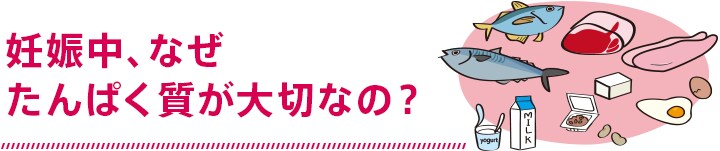 妊娠中なぜ、タンパク質が大切なの?