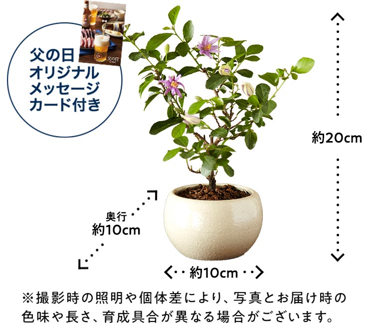 盆栽 睡蓮木（すいれんぼく）｜ 2023年 Oisix父の日ギフト特集