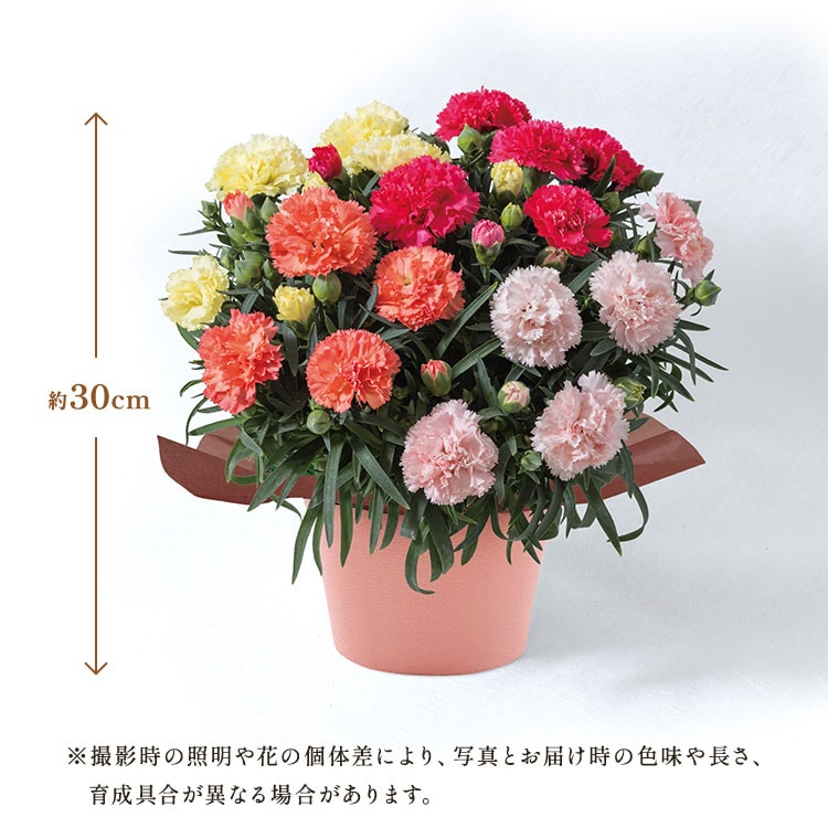 カーネーション4色寄せ植え ｜ 2026年 Oisix父の日ギフト特集