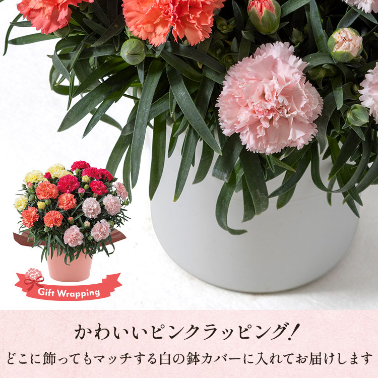 カーネーション4色寄せ植え ｜ 2026年 Oisix父の日ギフト特集