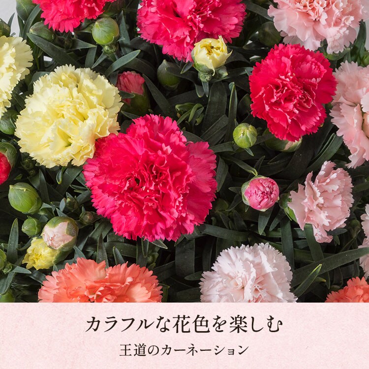カーネーション4色寄せ植え ｜ 2026年 Oisix父の日ギフト特集