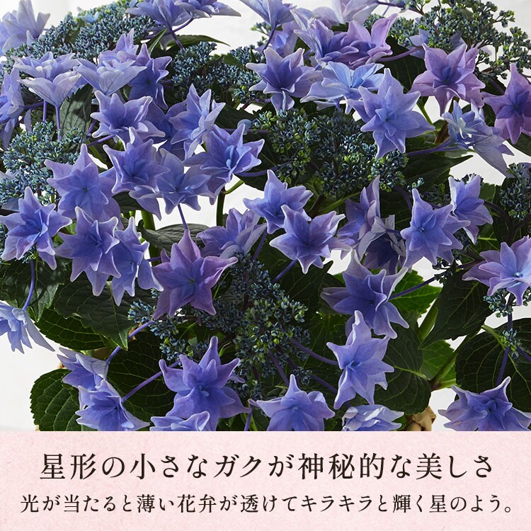 アジサイ 雨のち星 ｜ 2026年 Oisix父の日ギフト特集
