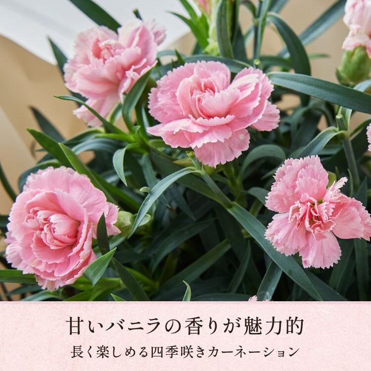 四季咲きカーネーション ピンク ｜ 2026年 Oisix父の日ギフト特集