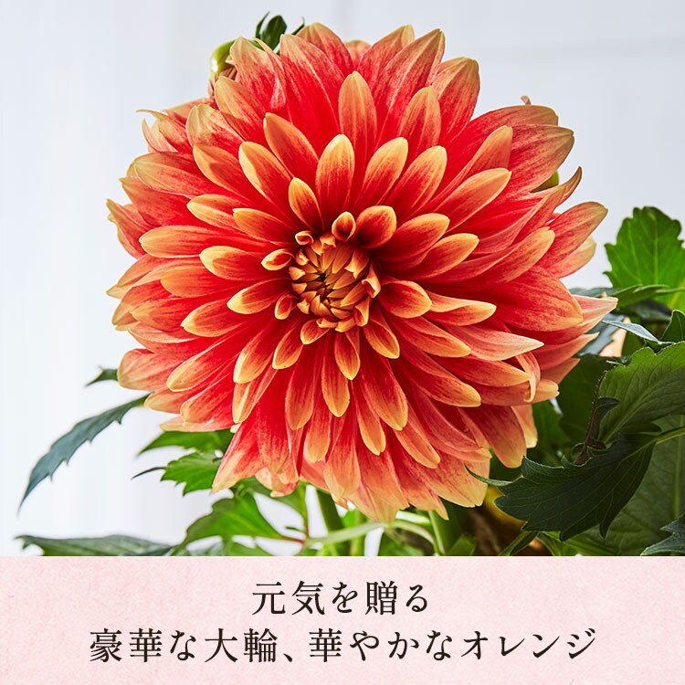 ダリア ロザンナ ｜ 2026年 Oisix父の日ギフト特集