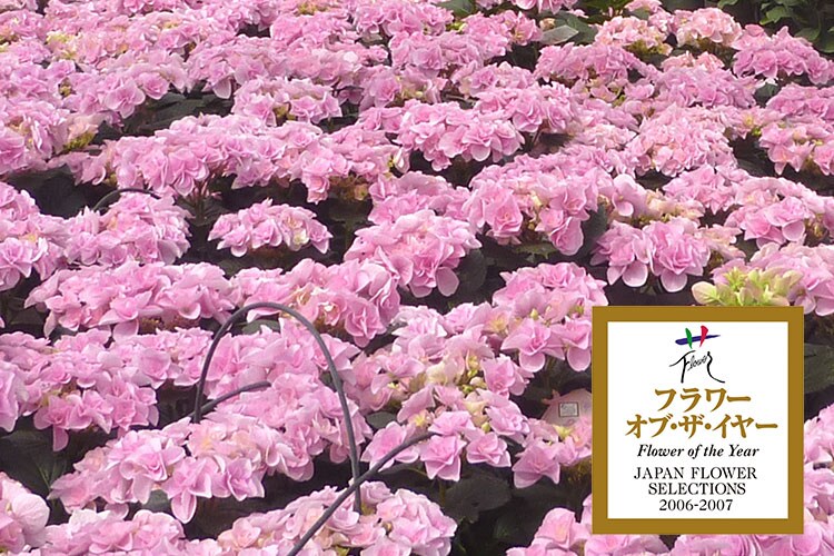 アジサイ フェアリーアイ ｜ 2026年 Oisix父の日ギフト特集