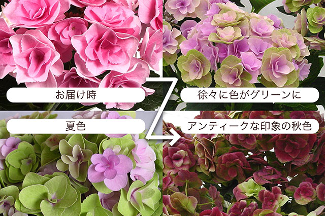 アジサイ フェアリーアイ ｜ 2026年 Oisix父の日ギフト特集