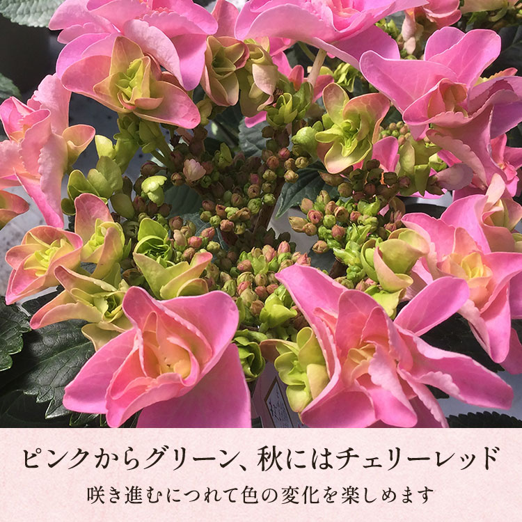 アジサイ フェアリーアイ ｜ 2026年 Oisix父の日ギフト特集
