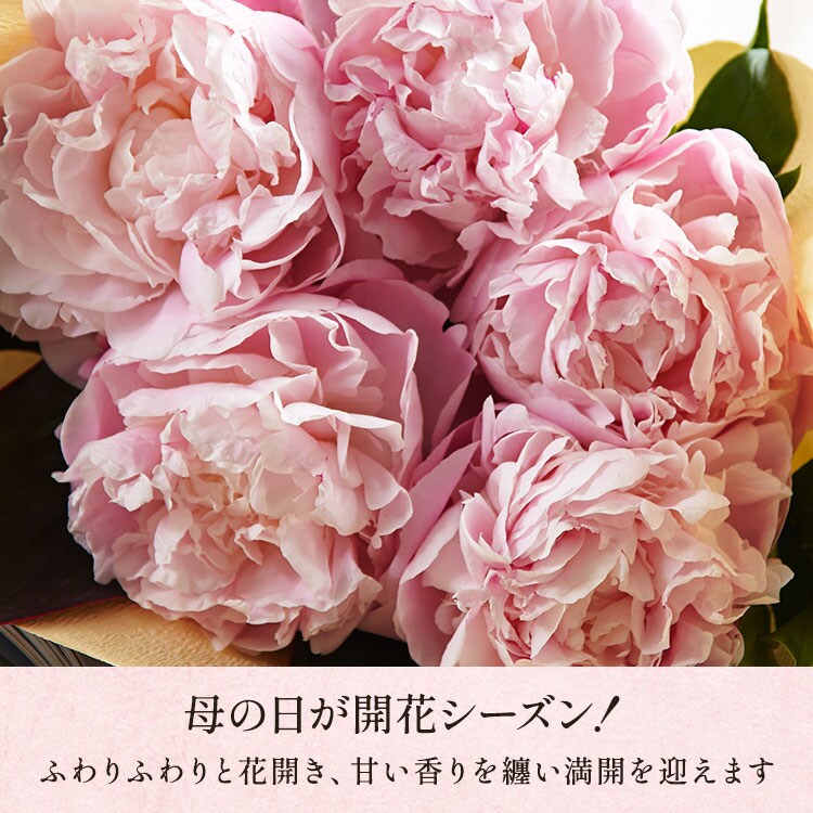 大輪芍薬ブーケ ピンク ｜ 2026年 Oisix父の日ギフト特集