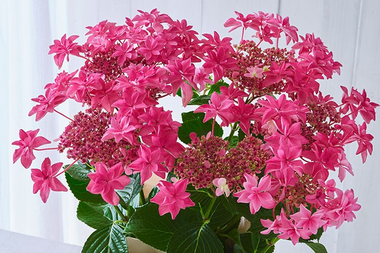 アジサイ 桜花乱舞 ｜ 2026年 Oisix母の日・父の日ギフト特集