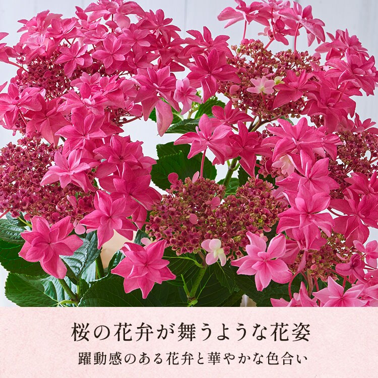 アジサイ 桜花乱舞 ｜ 2026年 Oisix母の日・父の日ギフト特集