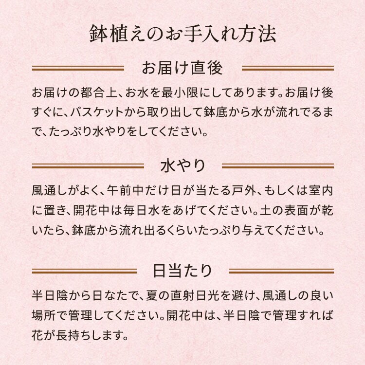 アジサイ 桜花乱舞 ｜ 2026年 Oisix父の日ギフト特集