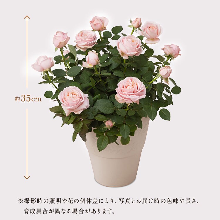 KOSE　INFINITY　5本セット　バラ売り可 ミニバラ プリンセスオブインフィニティ ｜ 2026年 Oisix父の日ギフト特集