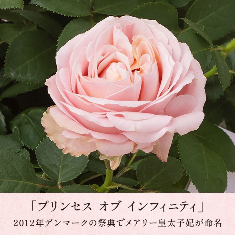 �X���C�_�[�摜3