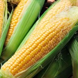 朝採り生とうもろこし 超速便 6本