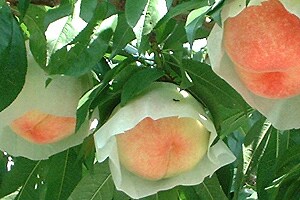 �y���Ƀg�R�g����������������͔|