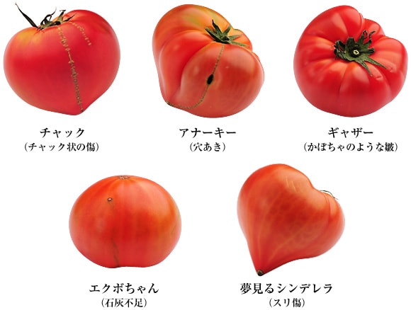 ���̗����A�Ɗ쎡��������A�g�}�g���ꔠ�͂��܂����B