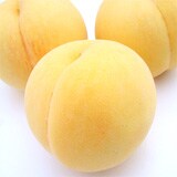 �v�ÊԂ���̂������蓍�i�������j2.2kg�O��