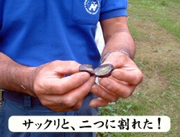 サックリと、二つに割れた巨峰