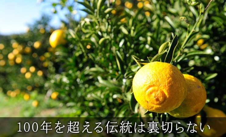 �F�{������g�ߓc����̊��k�Z�b�g�h���Y�n�����I