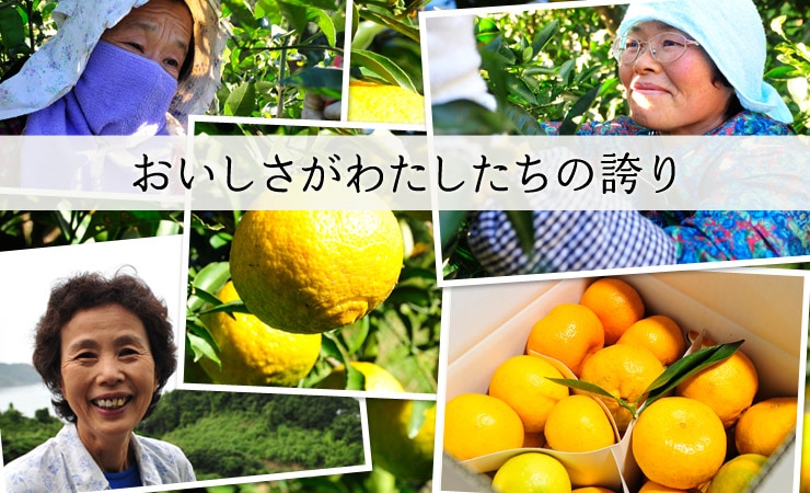 �F�{������g�ߓc����̊��k�Z�b�g�h���Y�n�����I