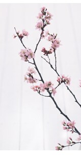 �[�����i �������������� �j