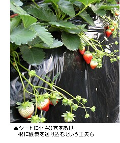 �V�[�g�ɏ����Ȍ��������A���Ɏ_�f�𑗂荞�ނƂ����H�v��