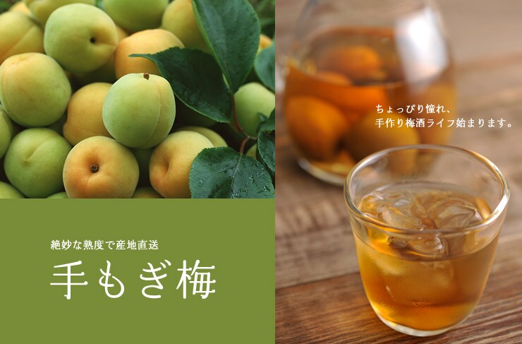 手もぎ梅 梅酒用 を産地直送!