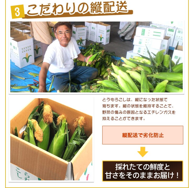 3 �������̏c�z��