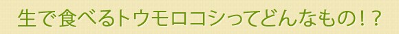 生で食べるトウモロコシってどんなもの!?