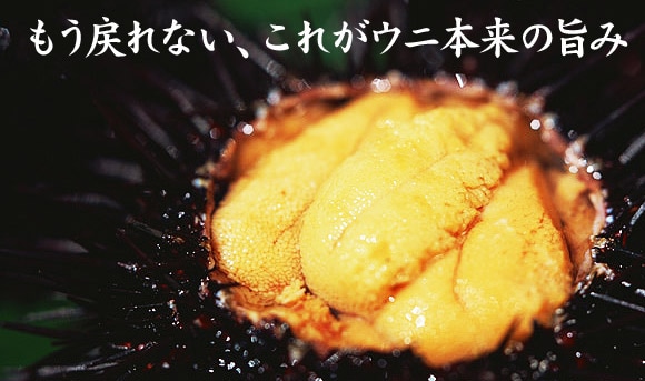 もう戻れない、これがウニ本来の旨み