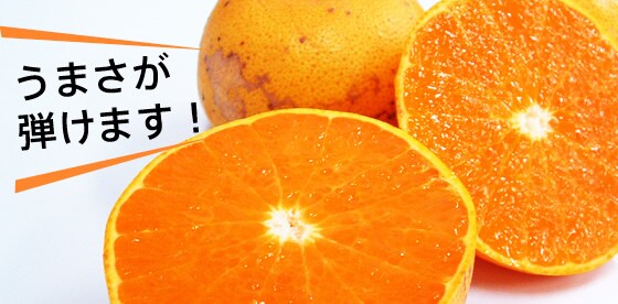 ���܂����e���܂��I