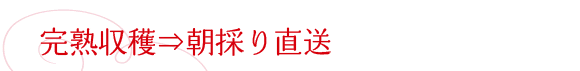 ���܂��Ƃߒ��̂蒼��