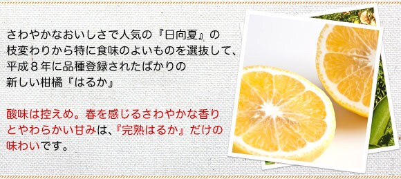 さわやかなおいしさで人気の『日向夏』の種から選抜され平成8年に品種登録されたばかりの新しい柑橘『はるか』酸味は控えめ。春を感じるさわやかな香りとやわらかい甘みは、『完熟はるか』だけの味わいです。