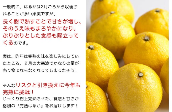 じっくり樹上完熟!だから食感と甘さが格別!