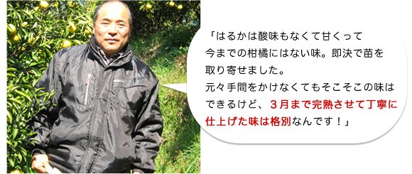 「はるかは酸味もなくて甘くって今までの柑橘にはない味。即決で苗を取り寄せました。元々手間をかけなくてもそこそこの味はできるけど、3月まで完熟させて丁寧に仕上げた味は格別なんです!」