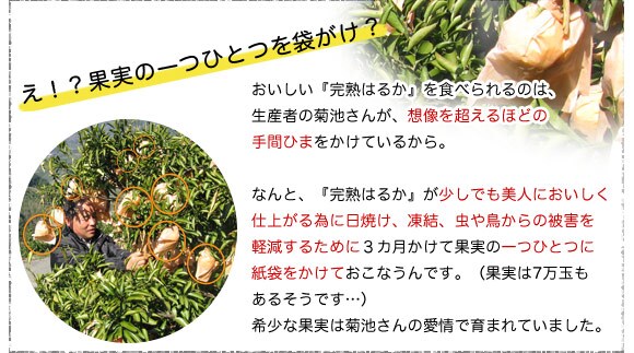え!?果実の一つひとつを袋がけ?