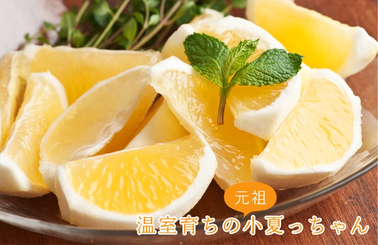 高知県から温室育ちの小夏っちゃんを産地直送!