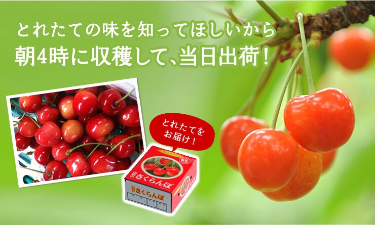 朝どり蜜さくらんぼ ｜ Oisix産直おとりよせ市場｜ Oisix