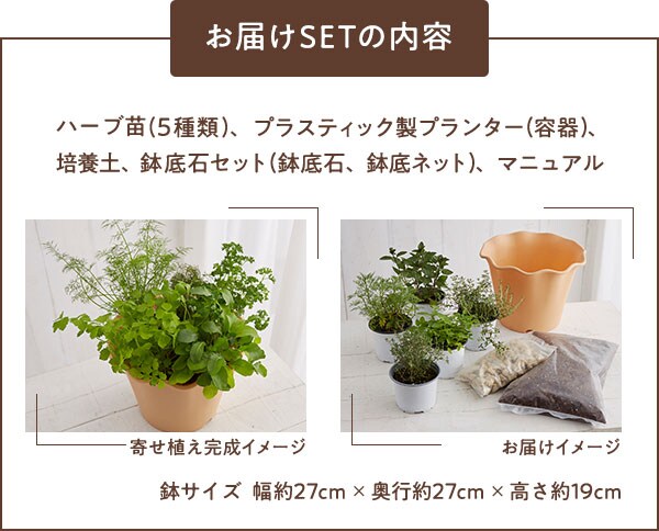 ハーブ苗寄せ植えセット｜ Oisix産直おとりよせ市場