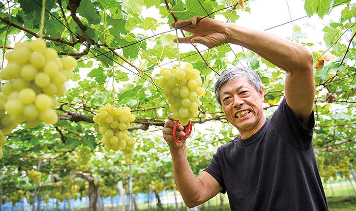 山形おきたま産ぶどう食べ比べ便｜ Oisix産直おとりよせ市場