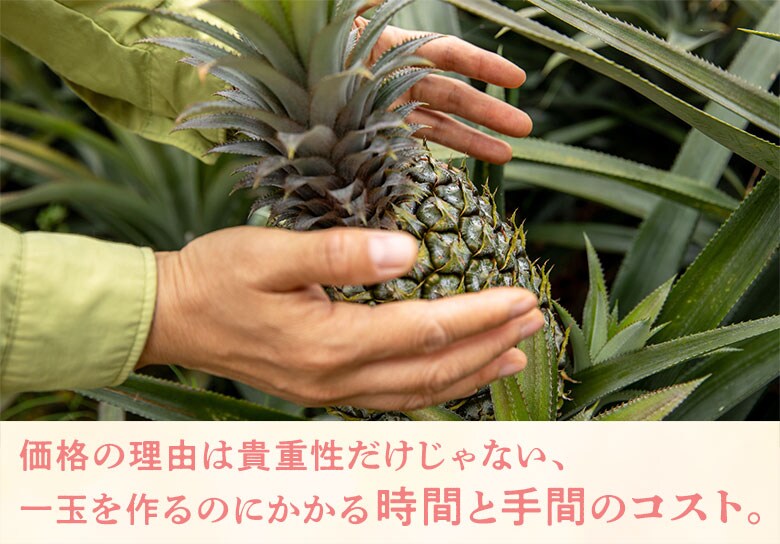 西表島のジューシーピーチパイン｜ Oisix産直おとりよせ市場