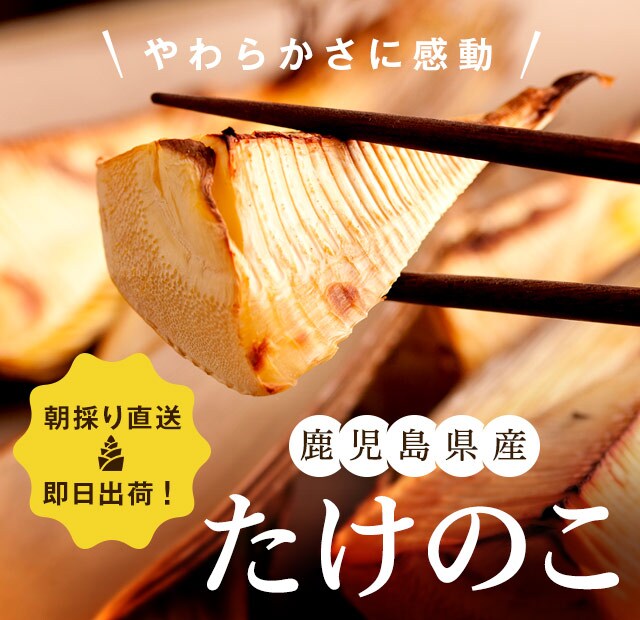 朝掘直送たけのこ｜ Oisix産直おとりよせ市場