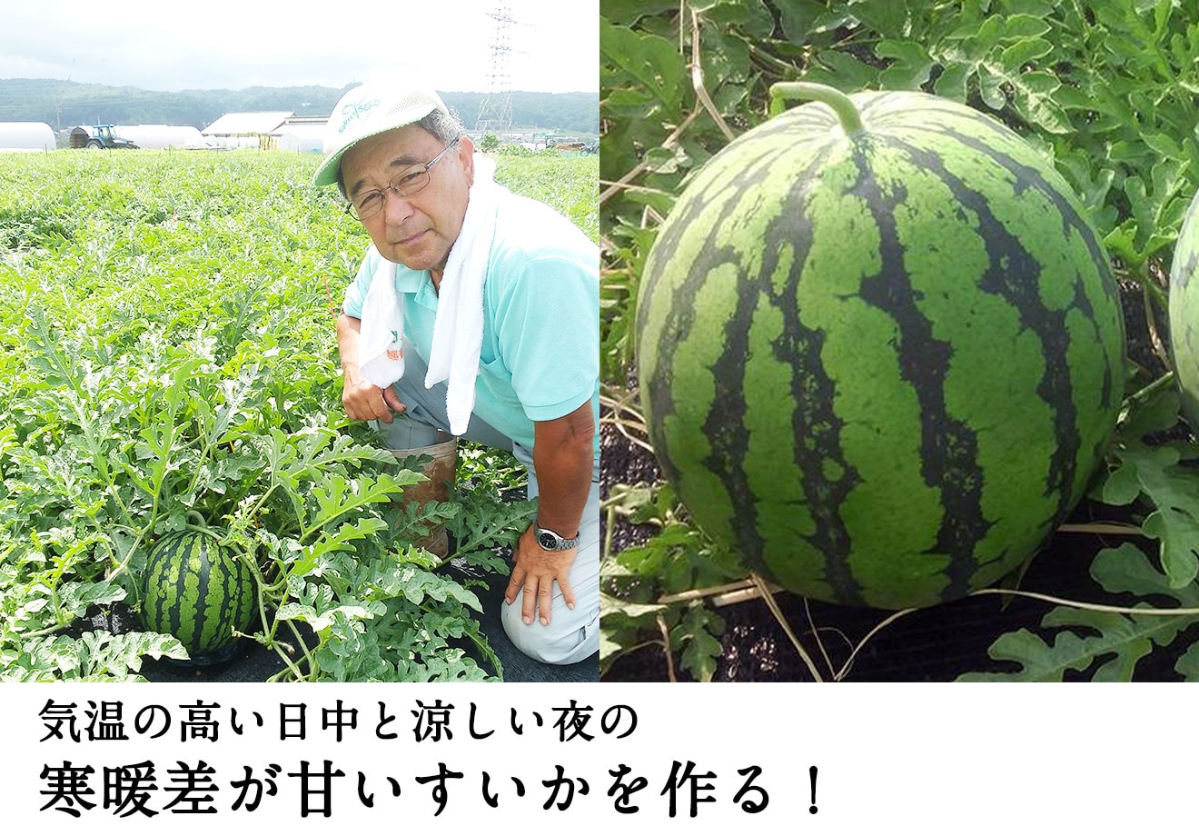 津南の雪水すいか｜ Oisix産直おとりよせ市場