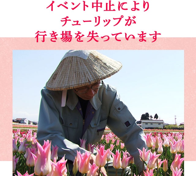 チューリップ｜ Oisix産直おとりよせ市場
