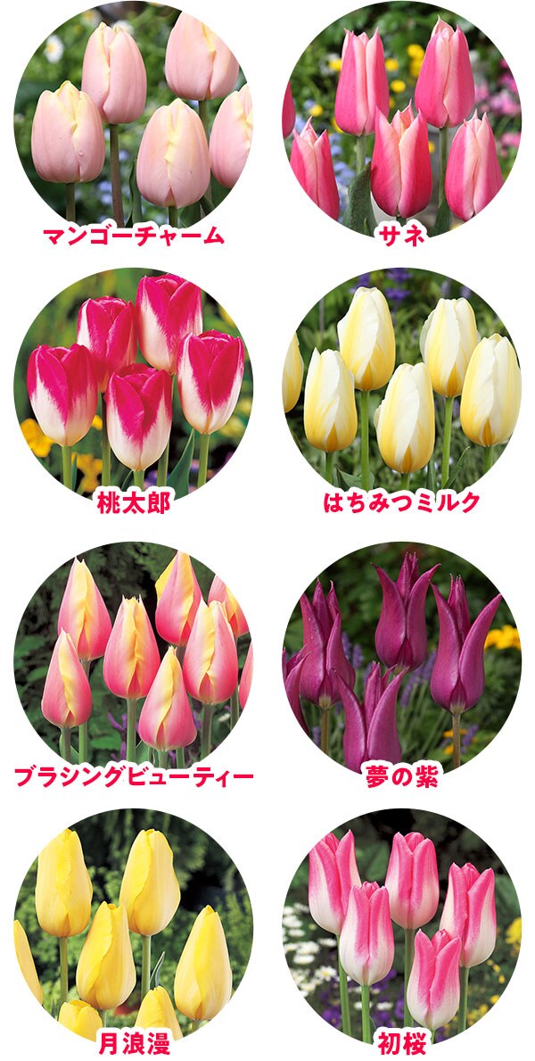 チューリップ｜ Oisix産直おとりよせ市場