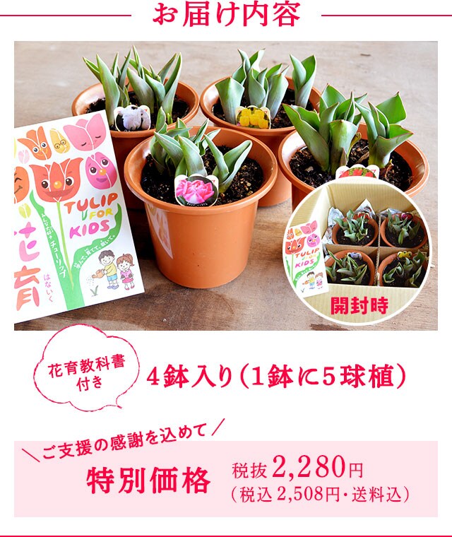 チューリップ｜ Oisix産直おとりよせ市場