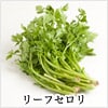 セロリ