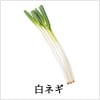 白ネギ