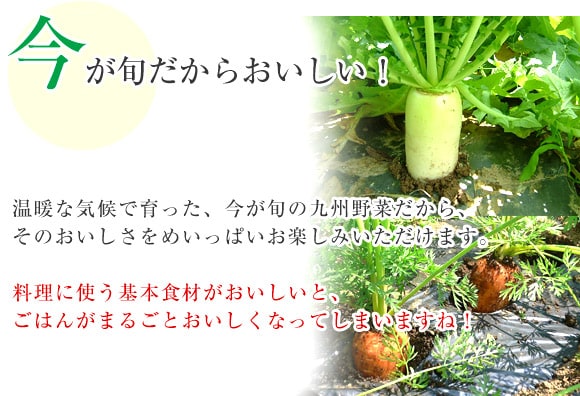 今が旬だからおいしい!